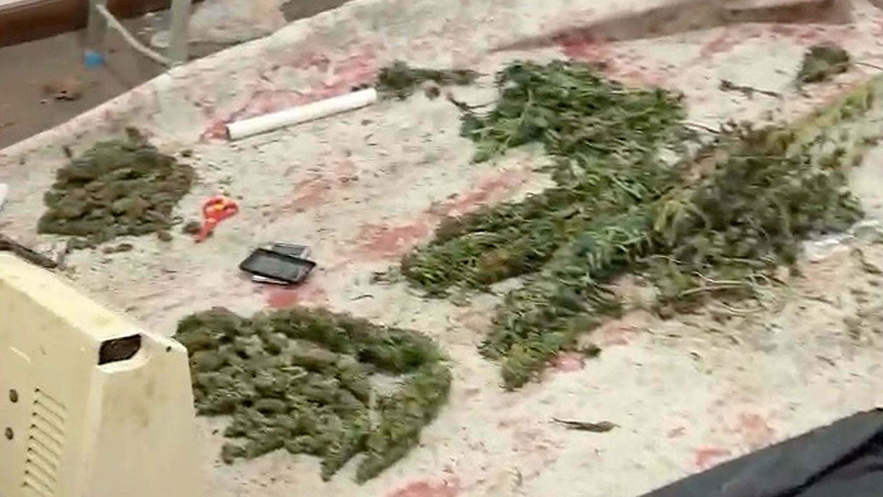 Saksıda kenevir yetiştiren şüpheli tutuklandı