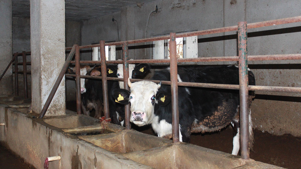 Siirt'te 3 buçuk ayda 54 büyükbaş hayvanı telef olan besicinin zararı 8 milyon lirayı buldu
