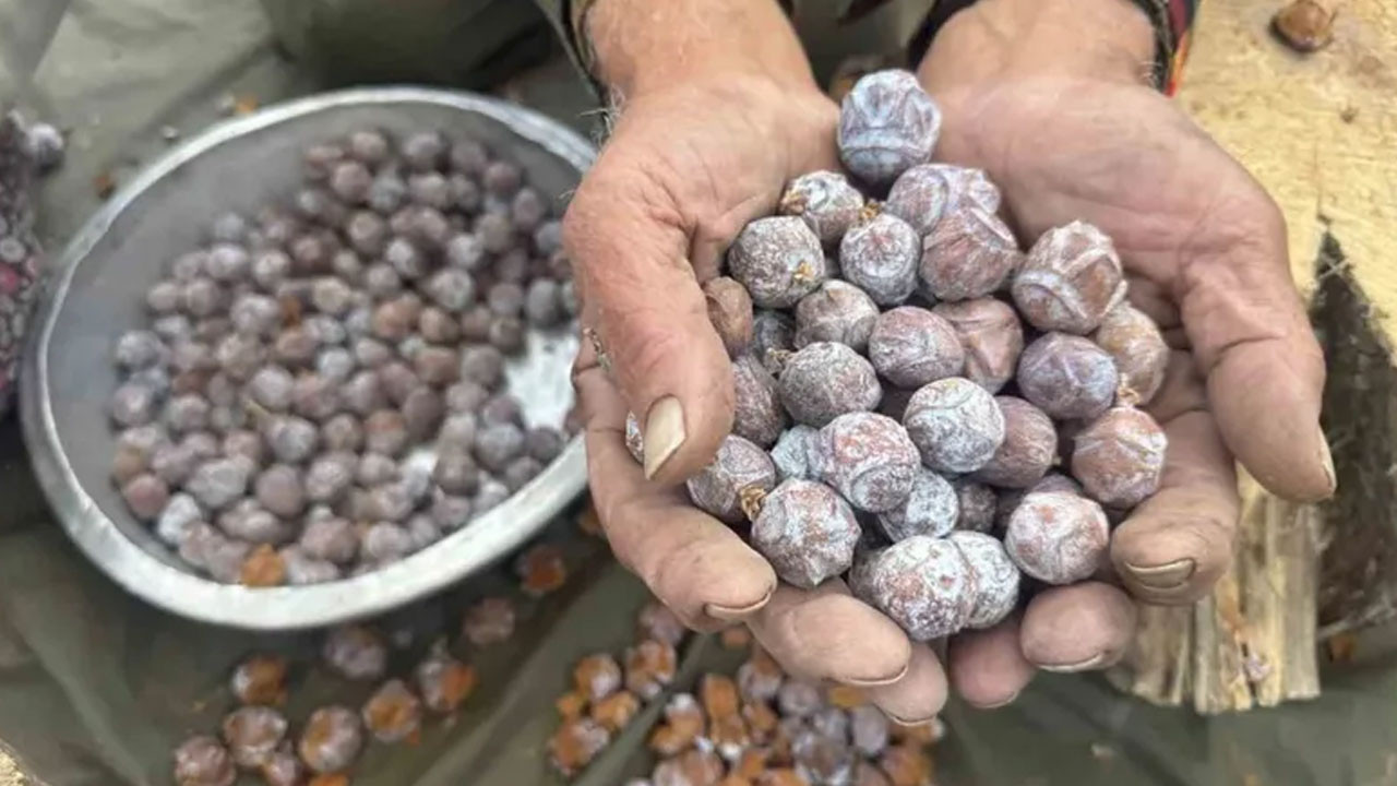 Toroslar'dan kazanlara: 1 gramı bile kıymetli! Dertlere derman veriyor