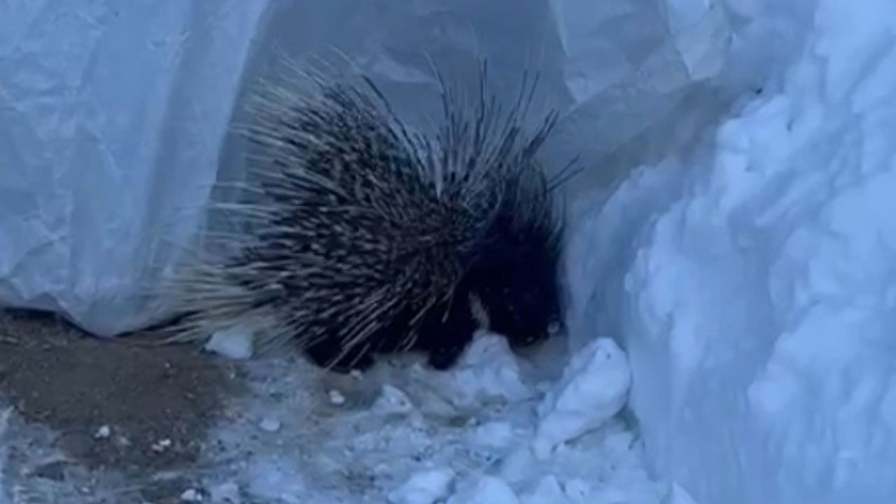 Yüksekova’da Hint oklu kirpi görüntülendi