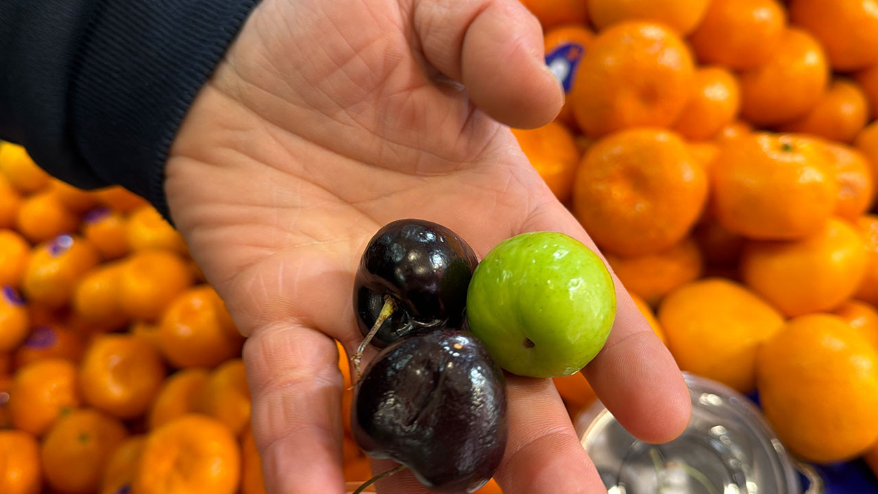 Bu meyveler Singapur'dan özel olarak geliyor! Kilosu değil tanesi 250 TL