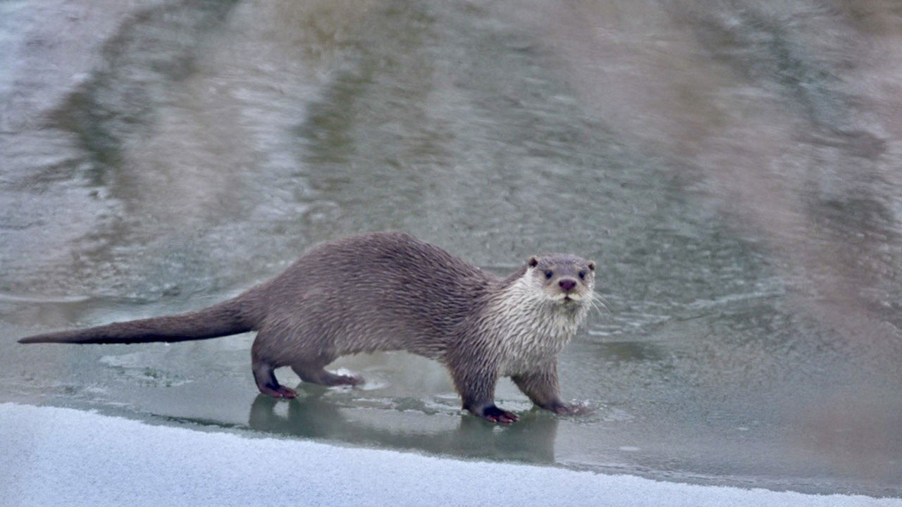 Muş’ta buz tutan Karasu Nehri’nde su samuru görüntülendi