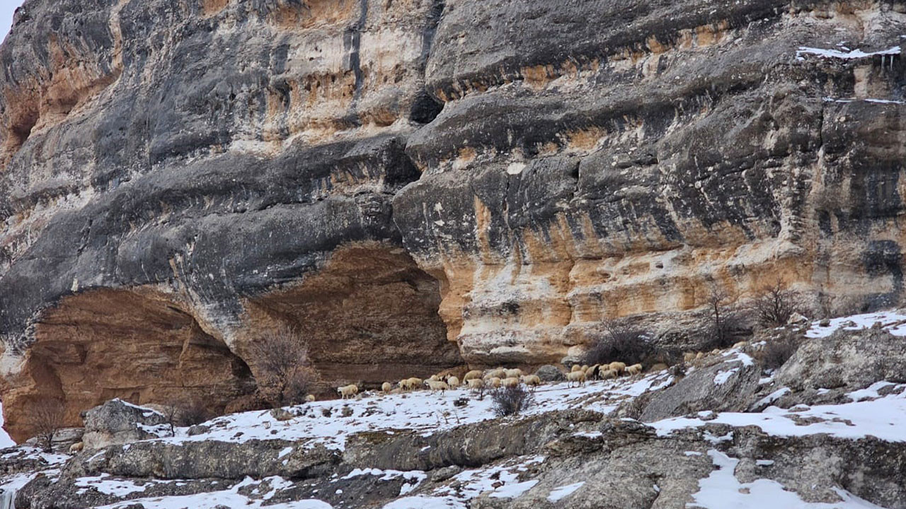 Bin 600 rakımda sürülerin yolculuğu kamerada