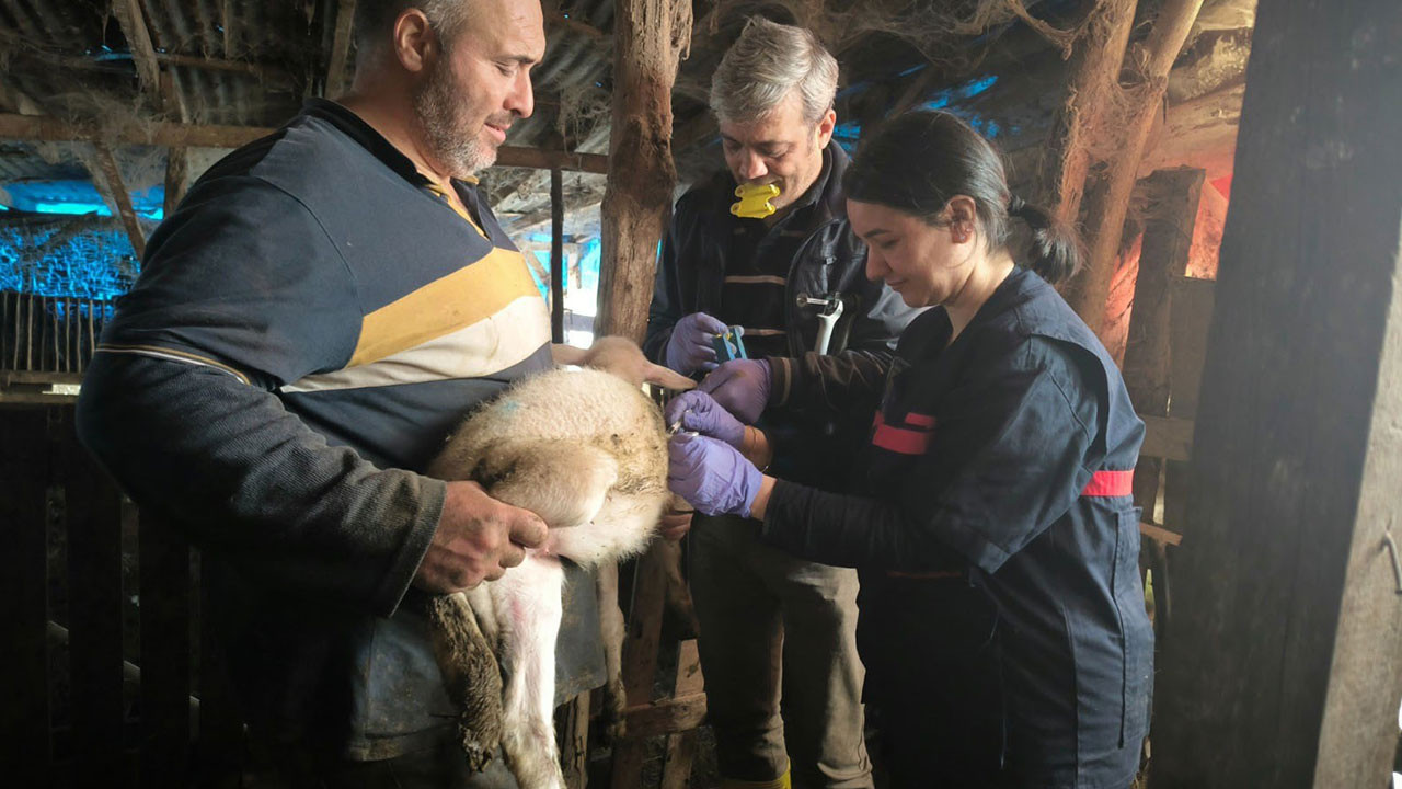 Yalova'da hayvan sağlığına yönelik çalışmalar sürüyor