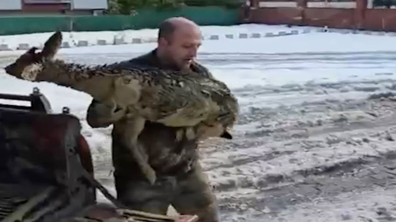 Çamura saplanan karaca için ekipler seferber oldu