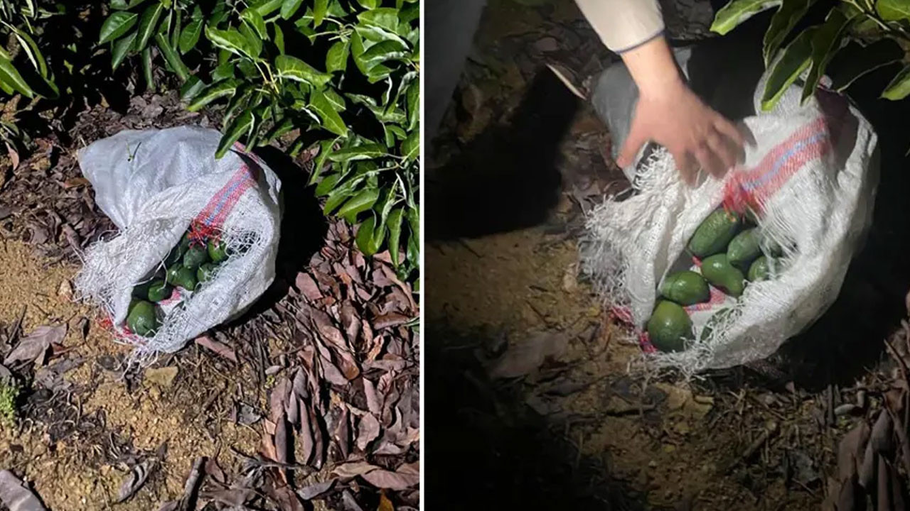 500 bin liralık avokado hırsızlığı! Jandarmayı görünce kaçtılar