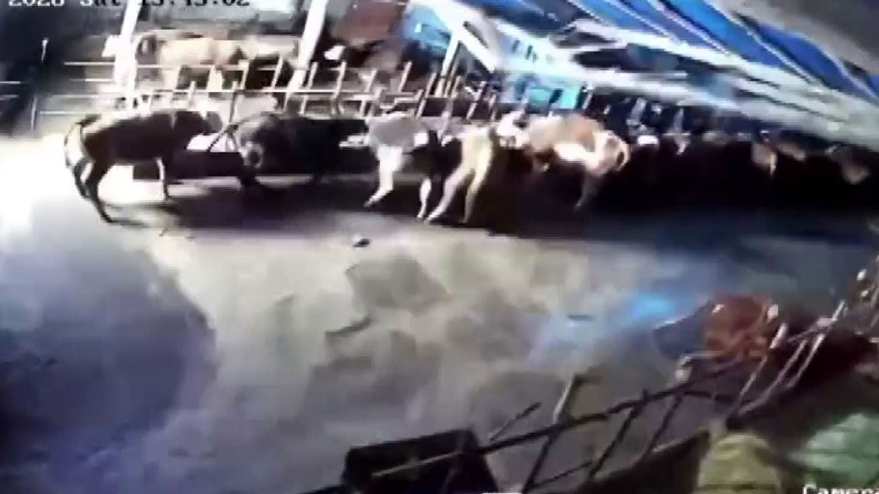 Sivas’ta ahır çöktü, o anlar güvenlik kamerasına yansıdı