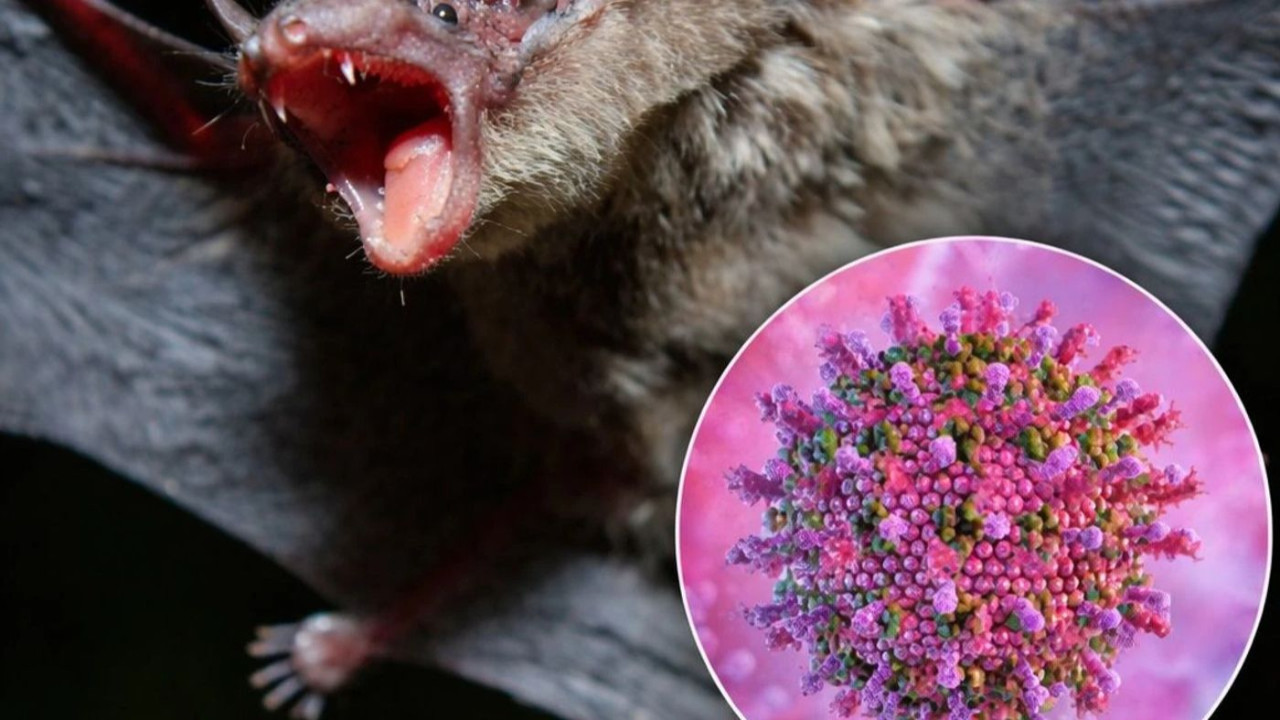 Dünyada Nipah virüsü alarmı: Bir ülke daha sınır kapılarında sağlık kontrolleri sıkılaştırıldı