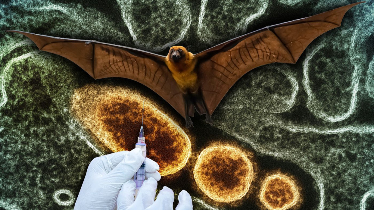 Hindistan'da başlayan Nipah salgını hakkında bilinenler: Ölüm oranı yüzde 75