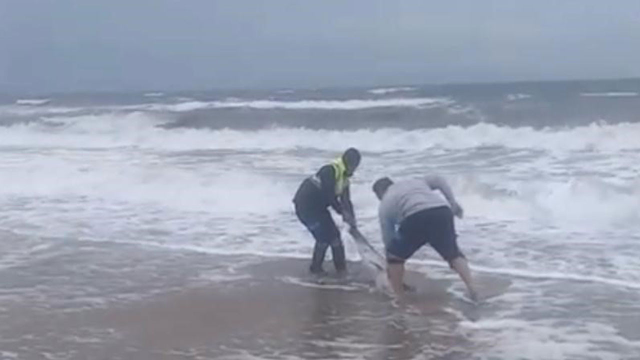 Ayvalık'ta karaya vuran yunusu vatandaşlar kurtardı