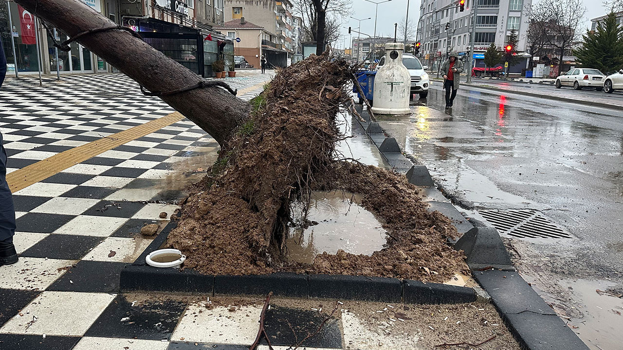 Muratlı’da ağaç kahvehanenin çatısına devrildi