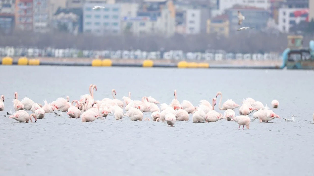 İzmit Körfezi’nde flamingo şöleni