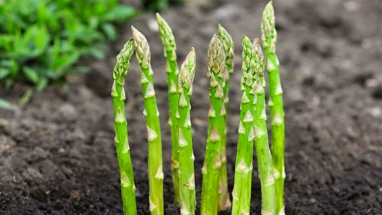 A, C, E ve K vitamini deposu süper besin! İdrar söktürücü etkisi var