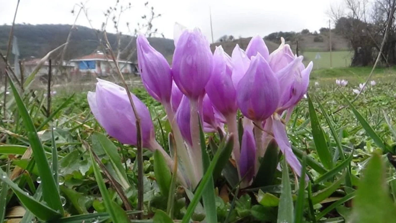 Bolu’da çiğdemler yüzünü gösterdi
