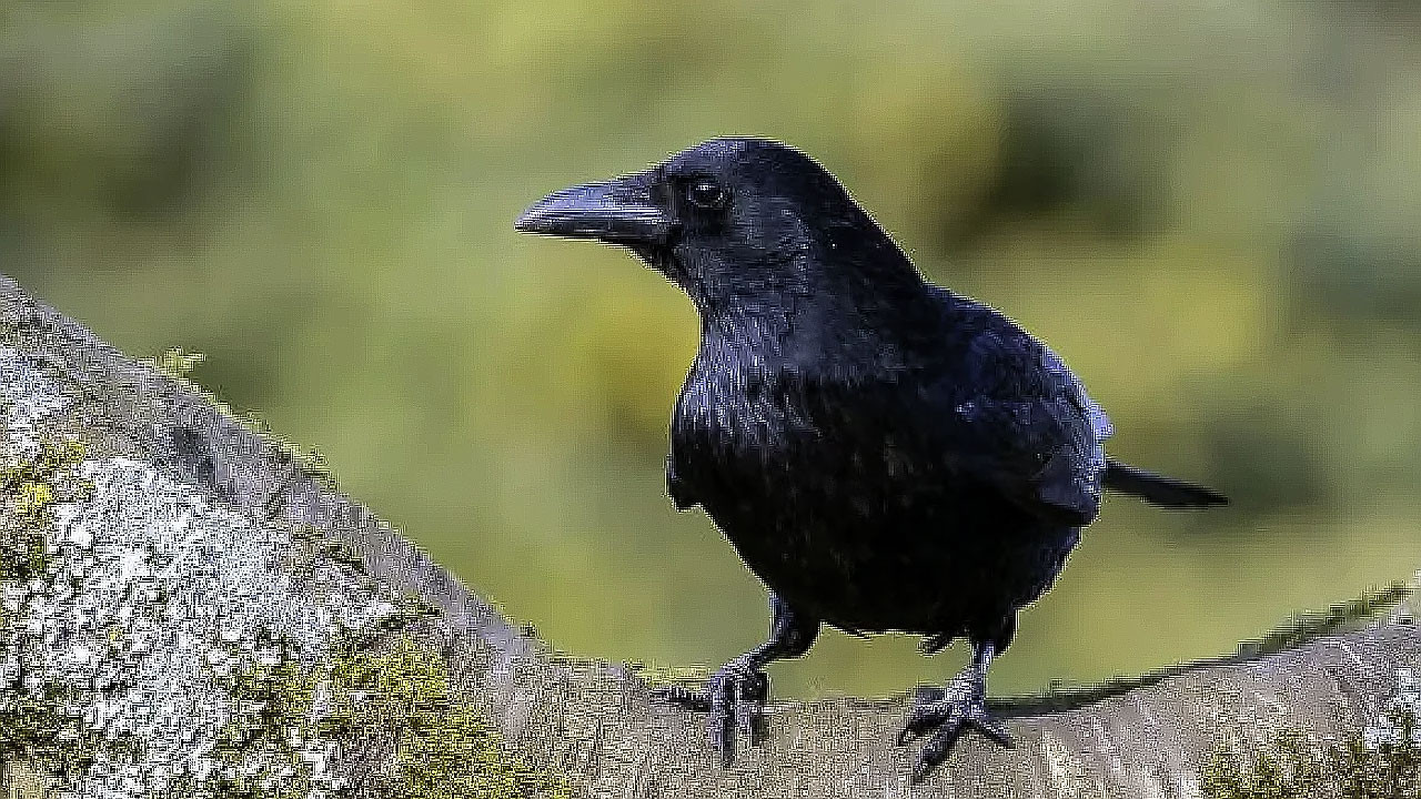 Bahçenizda karga bulunuyorsa aman dikkat! Yetkililer açık açık uyardı