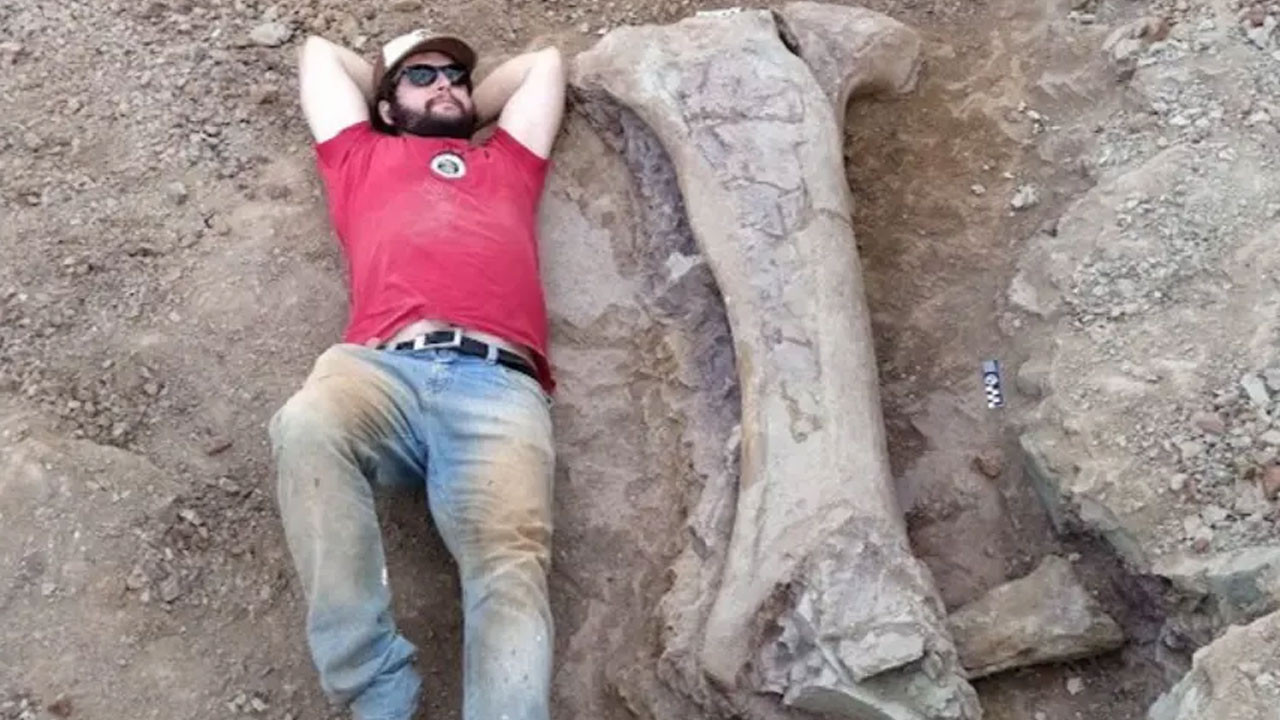 Dev dinozor türü keşfedildi! Bir kemiği bile insan boyunda