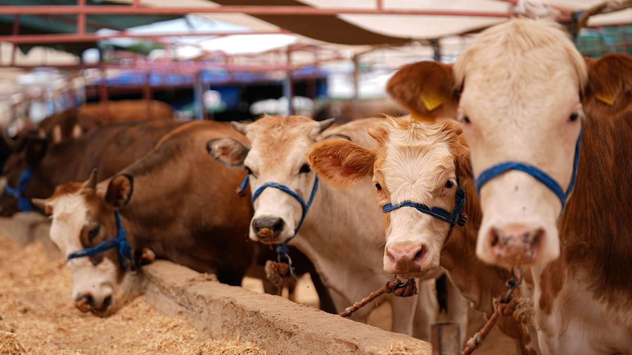Kurbanlıkta erken alım telaşı: Fiyatlar daha da artar mı?