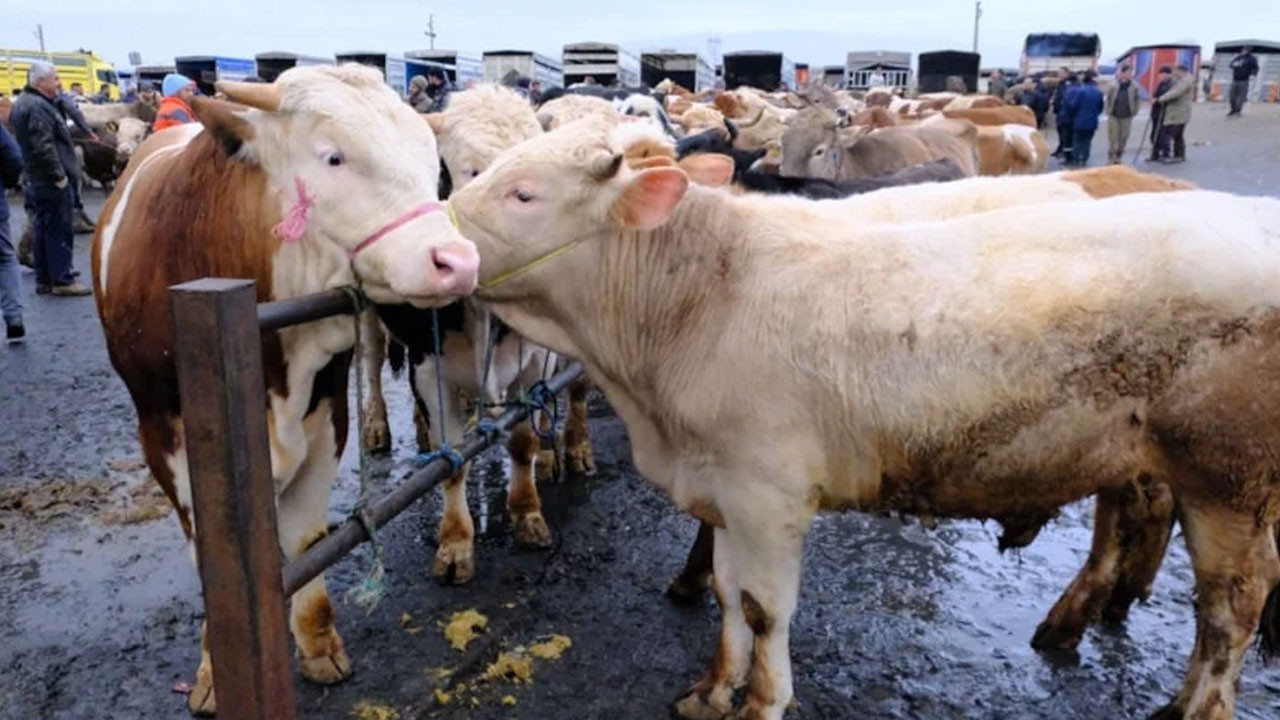 Türkiye'nin en büyük canlı hayvan pazarında yoğunluk