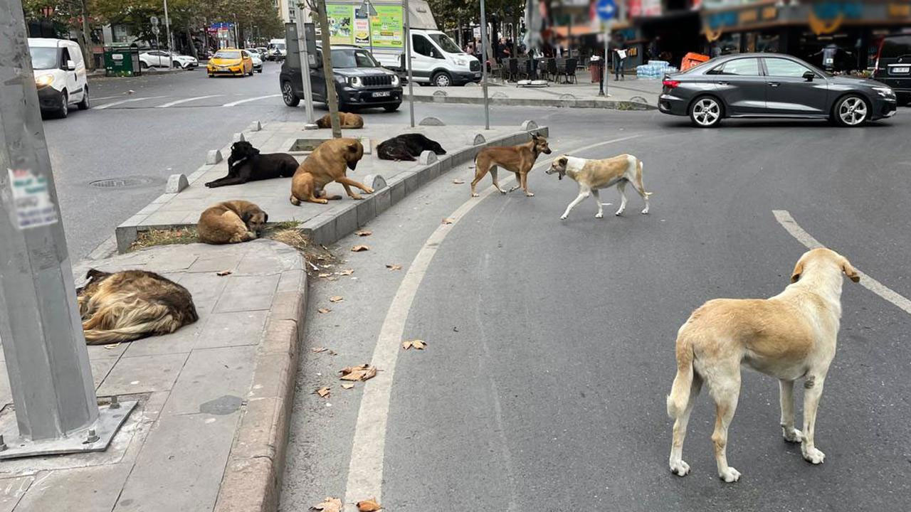 İstanbul Valiliği'nden belediyelere yazı: Sokak köpekleri toplatılacak