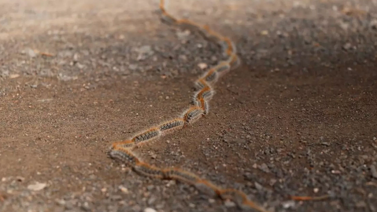 Sancaktepe'de görüntülendi! Bu böceğe sakın dokunmayın: 'Dil şişer, hayati risk oluşabilir'