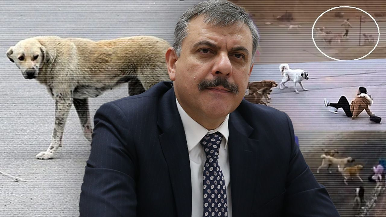 İçişleri Bakanı Çiftçi'den 'sokak köpekleri' açıklaması: Ekim ayının sonuna kadar hepsi toplanacak
