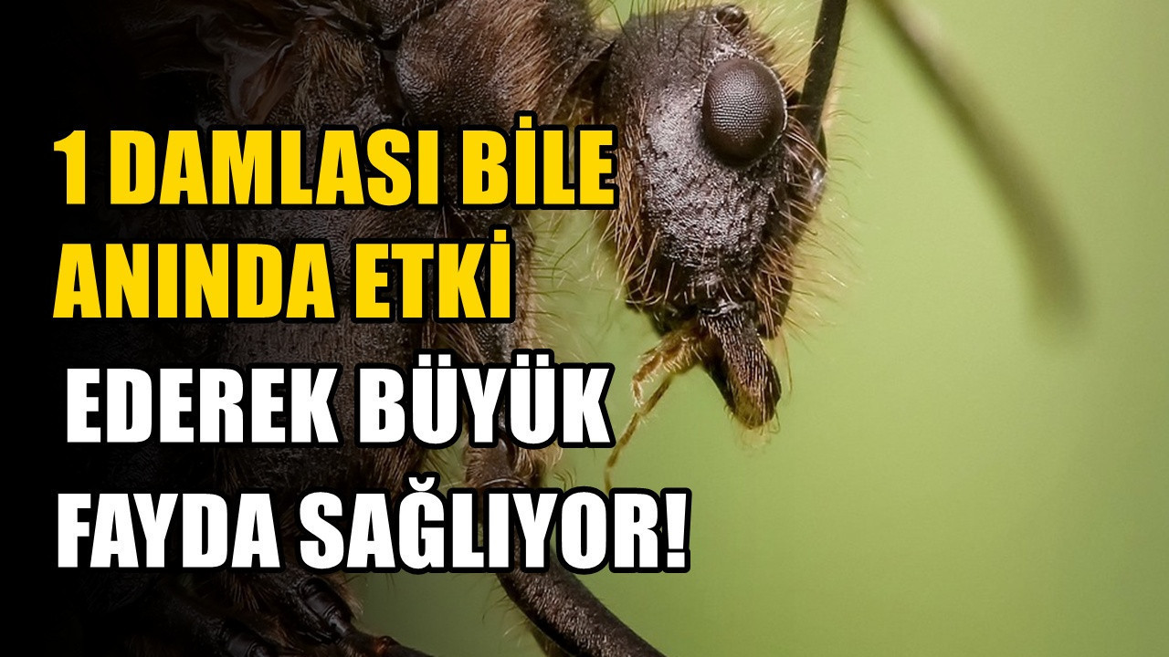 Karıncaların eve girdiği noktaya uygulayın: Mutfaktaki tek malzeme yetiyor