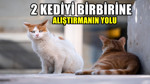 İki kediyi birbirine alıştırmanın yolu! Eve yeni gelen kediyi…