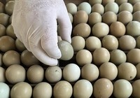Samsun'da üretilen bu yumurtalar sofralara gelmeyecek! Doğa savaşında kullanılacak