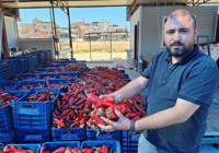 Adana'da salça sezonu başladı, ev yapımı lezzeti arayan pazara akın etti!