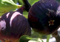 Aydın'da hasat ve ihracat heyecanı! Beklenen tarihler belli oldu