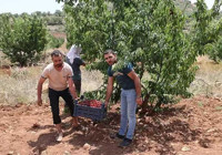 Mardin'de seneler önce tadına bakmak için dikti! 81 ile kasa kasa satılıyor: Bu ürün hiçbir yerde yok