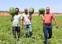 Türkiye'nin en lezzetli karpuzları burada yetişiyor! Tadına bakan bir daha vazgeçemiyor