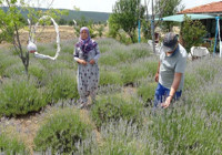 Köyde küçük bir başlangıçtı, şimdi binlerce lira kazandırıyor! Doğadan gelen kazanç: Sağlık da var, gelir de...