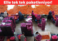 Tarladan sofraya geliyor! Kilosu 12 TL: Tek tek elle paketleniyor