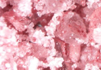 Tuzun bile gurmesi var! Kilosu 4700 TL'den satılıyor: Nadir bulunuyor, zengin mineral içeriğiyle şifa kaynağı