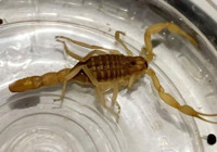 Aksaray’da operasyonal ele geçirildi! Ticareti yasak, litresi 10 milyon dolar