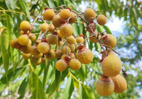 Tropikal ikilimde yetişen bitkiyi Adana'da ektiler: Kabuğu suyu görünce köpürmeye başlıyor! Beklenenden 2 yıl önce meyve vermeye başladı: Endüstride kullanılacak