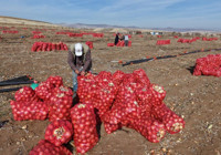 Kırıkkale’de kuraklık soğan hasadını vurdu! Rekolte düştü: Tarlada 7 liraya satılıyor