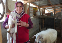 Isparta'da iki çocuk annesi kadın ineklerini satıp bu işe girişti! Sabah koyunları güdüyor, öğlen direksiyon başında!