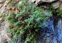 Malatya'ya özgü endemik bitki incelendi ortaya çarpıcı özellikler çıktı: Yüzde 90'ını etkisiz hale getirebiliyor