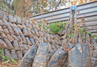 ÇİFTÇİLERE Müjde! Yüzde 85 Hibeli Fidan Dağıtımı Başlıyor: İşte Başvuru Tarihleri ve Şartlar