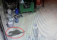 Malatya’da geceyi hareketlendiren sürpriz: Malatya'da bir ilginç hayvan daha görüntülendi