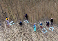 Çorum'da deneme amaçlı 150 dönüm alana ektiler: Çiftçinin yeni gelir kapısı olabilir: Silah sanayisinden çikolataya yüzlerce kullanım alanı var