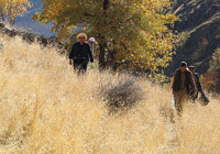 Hakkarili vatandaşlar kayalara tırmanarak hasat yaptı! Bu ürünün kilosu 6 - 7 bin TL