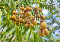 Türkiye'de sadece Adana'da yetişiyor! Adı ceviz ama yenmiyor, faydası sanayiye olacak