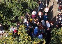 Ücretsiz meyveyi duyan oraya akın etti! Dalından tek tek topladılar