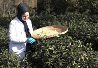 Karadeniz'in yeni kazanç kaynağı! Az üretiliyor ama üreticiye çok kazandırıyor! Kilosu 6 bin TL!