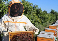 Adanalı girişimciden tropikal meyvede AR-GE devrimi! Serasındaki kovanlarla hem nektar fazlalığı sorununu çözdü hem de bal üretti