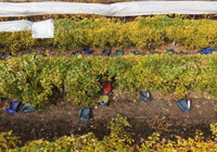 Hasatta son günler, rekolte yüzde 80 düştü! Geçen sene 45 liraydı, bu yıl 55 liraya yükseldi