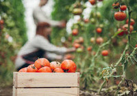 Vanlı çiftçiye kaliteli üretim için büyük hibe desteği geliyor! Proje başvuruları başladı: Son başvuru tarihi 3 Aralık